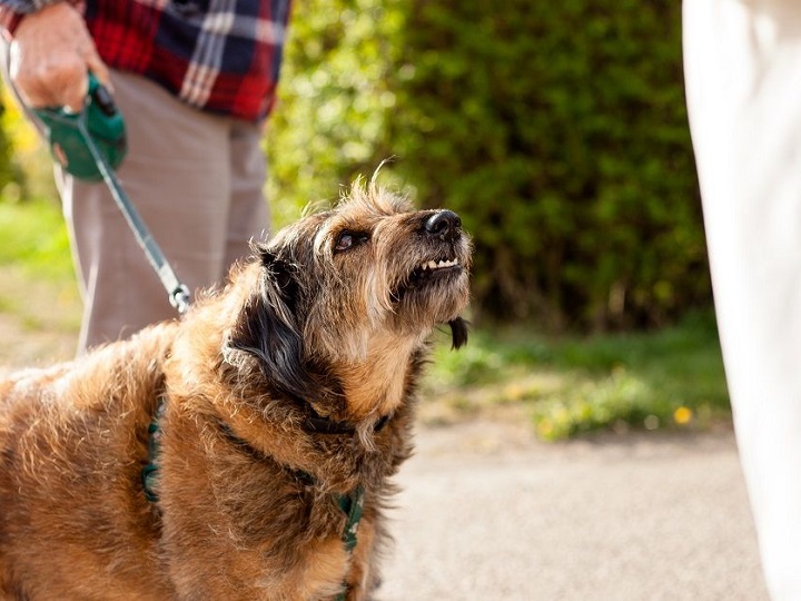 man walking with his big brown dog